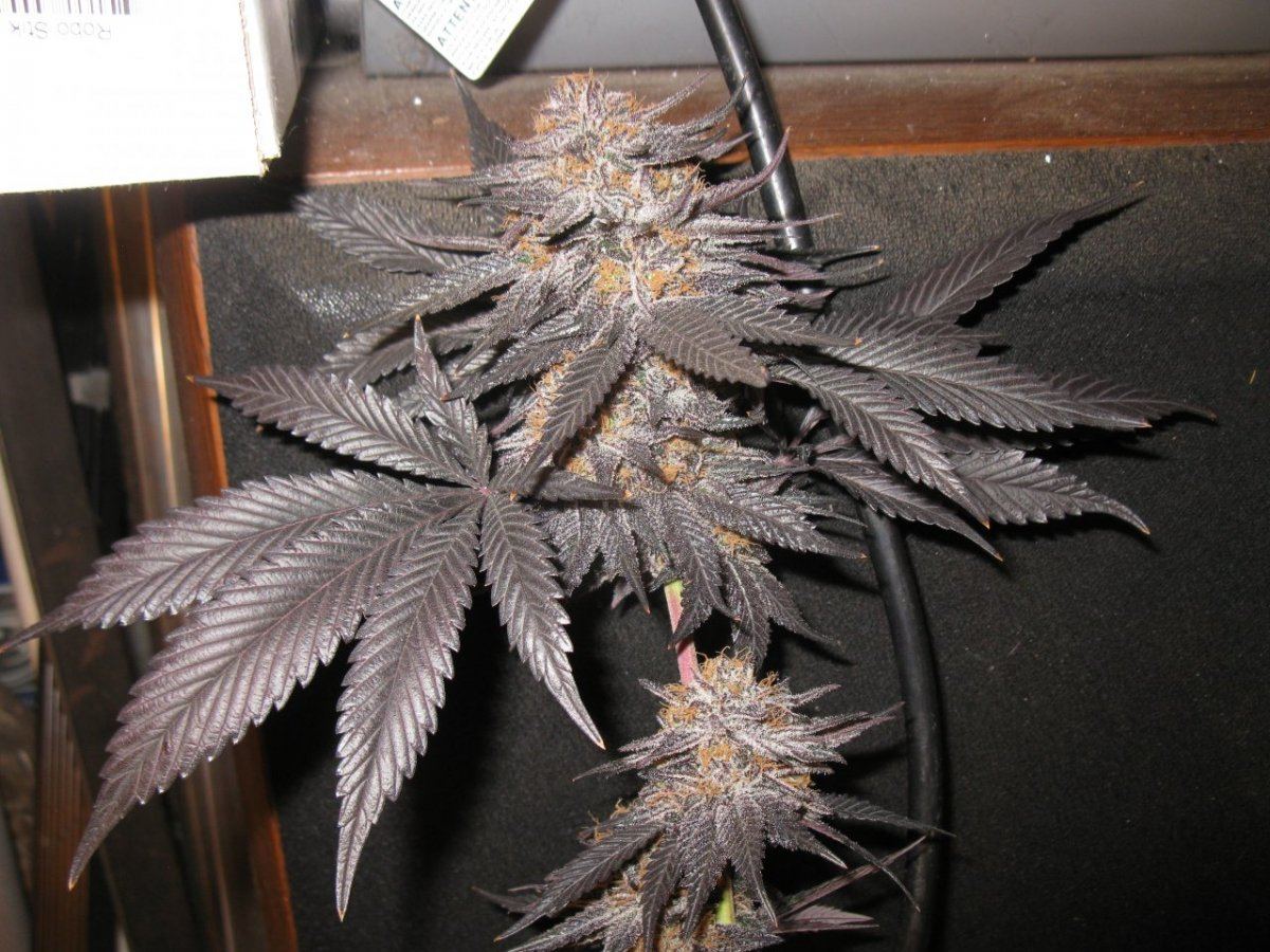 Gdk chop 018