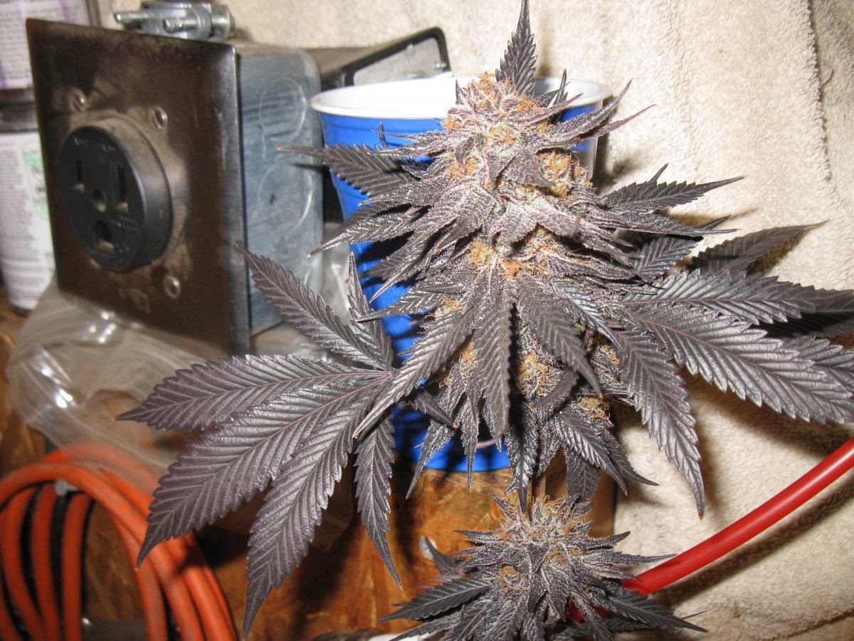 Gdk chop 019