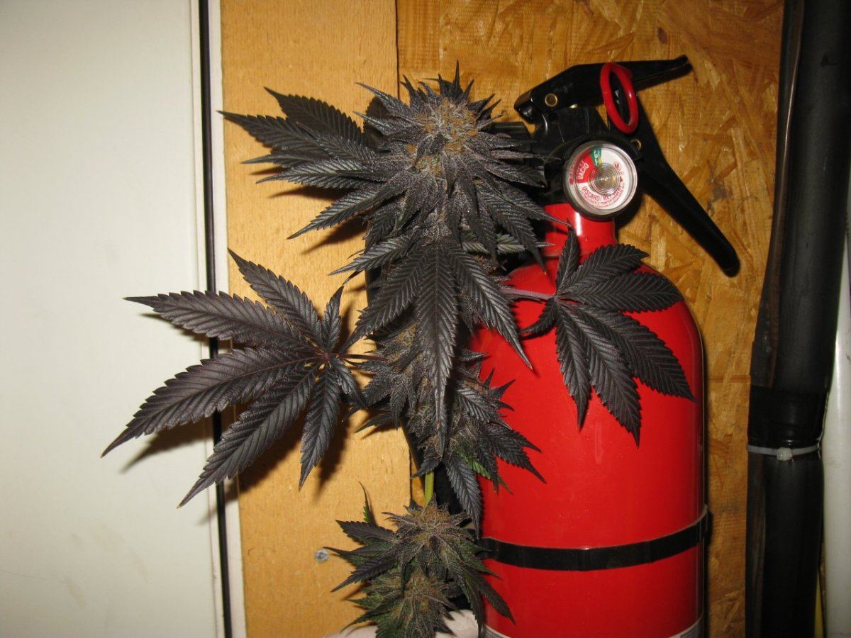 Gdk chop 025