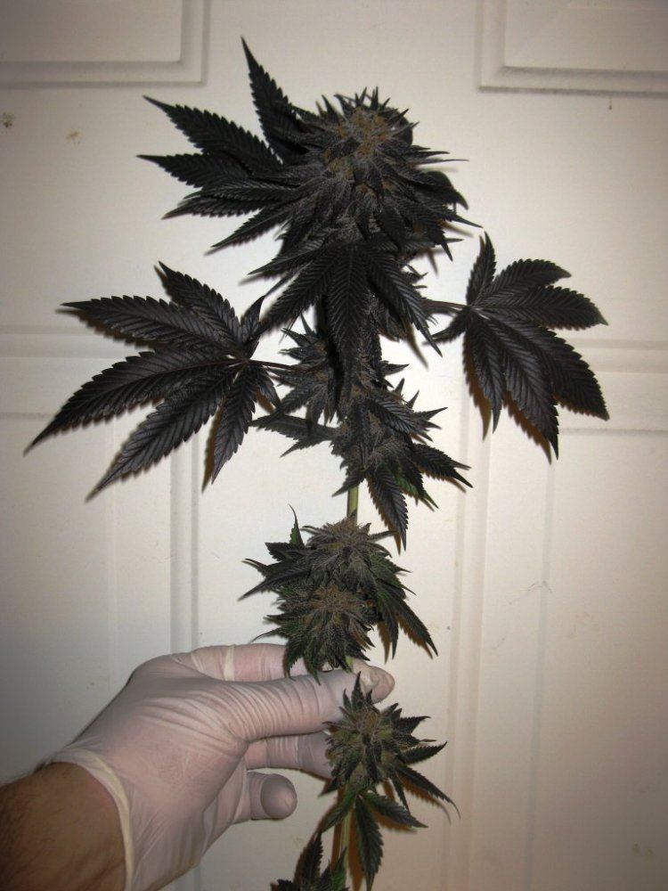 Gdk chop 026