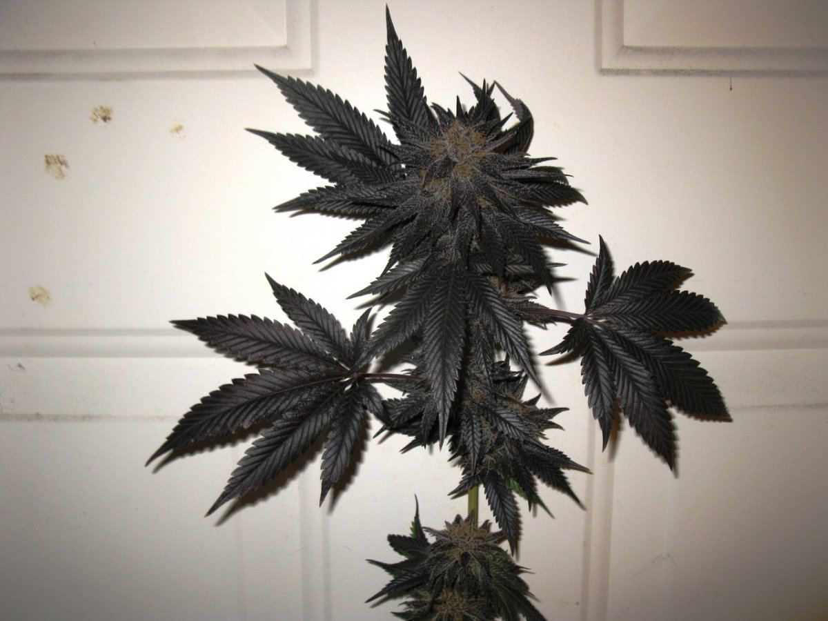 Gdk chop 027