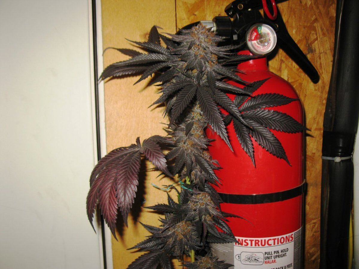 Gdk chop 033