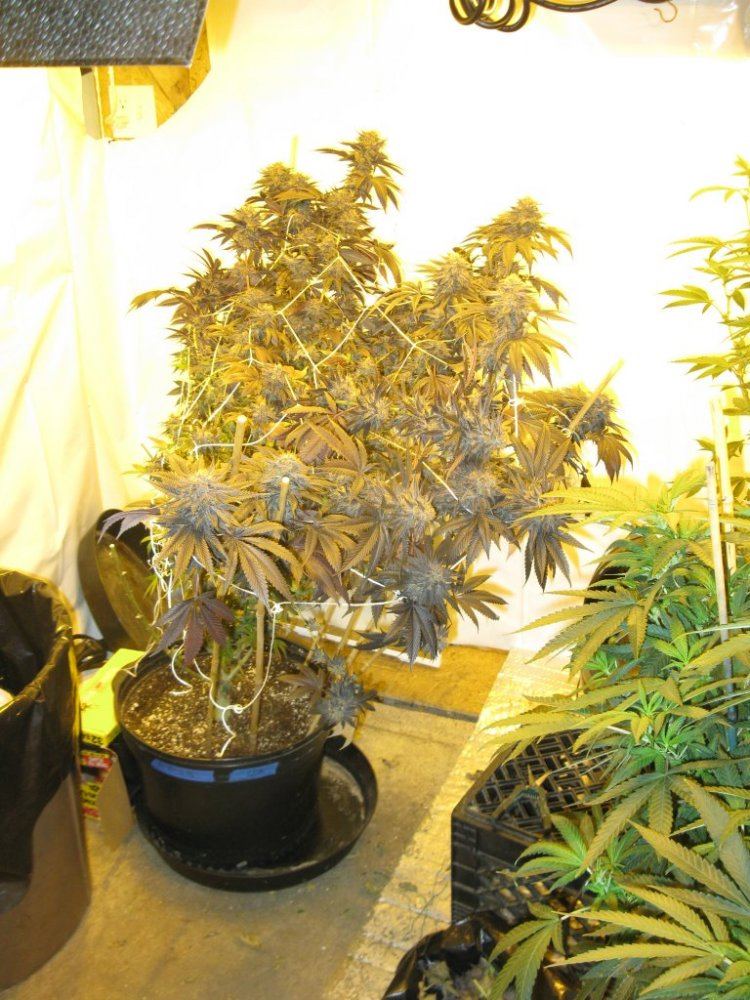 Gdk chop 042
