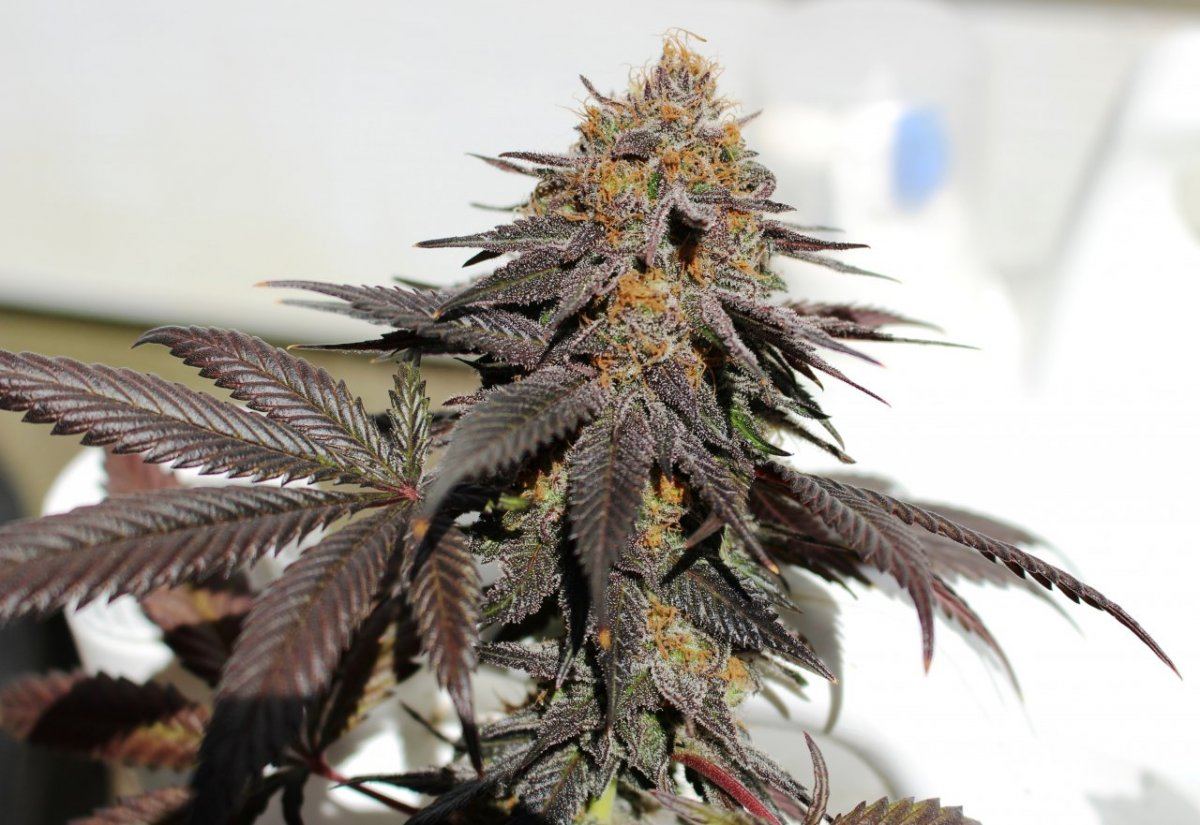 Gdk test nug 007
