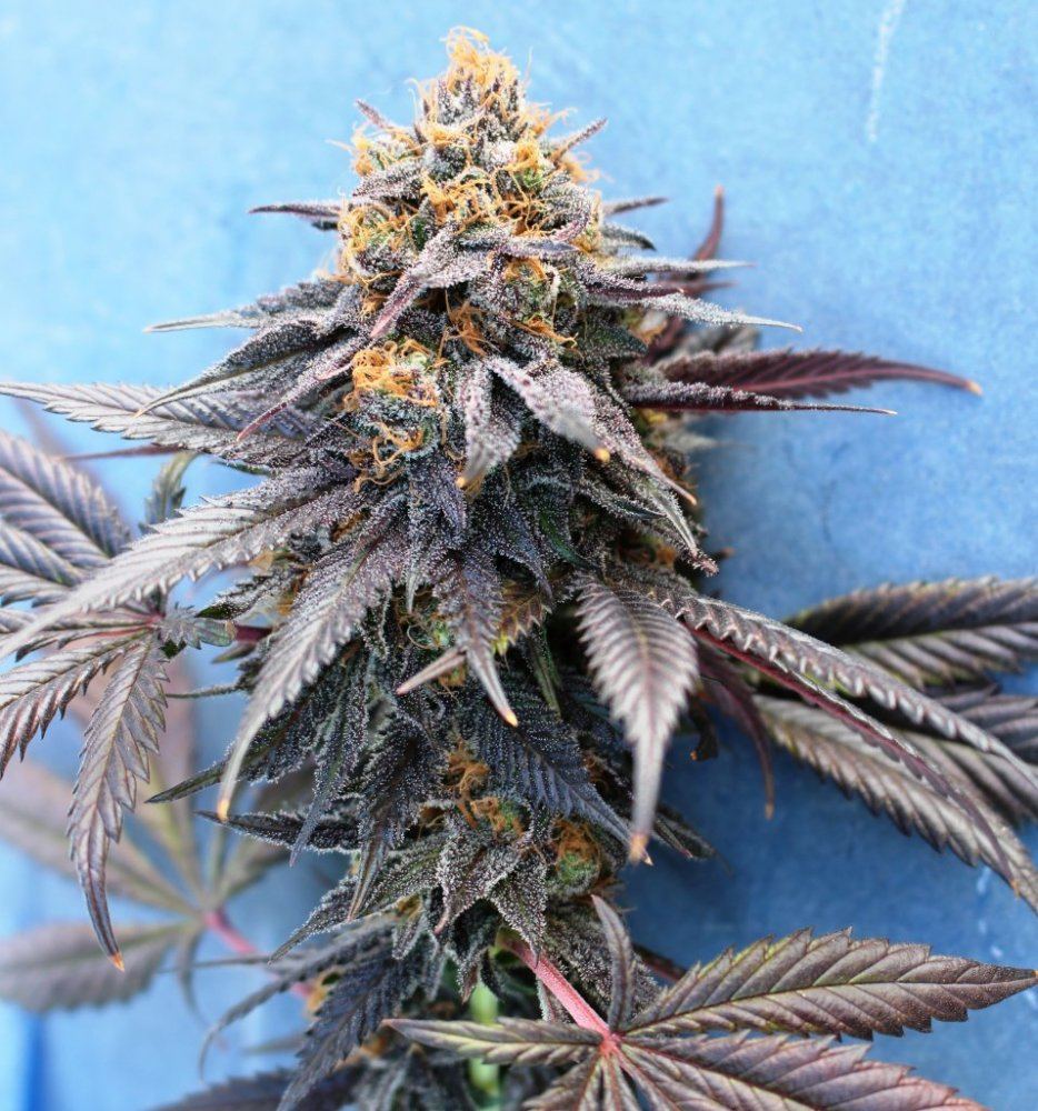 Gdk test nug 009