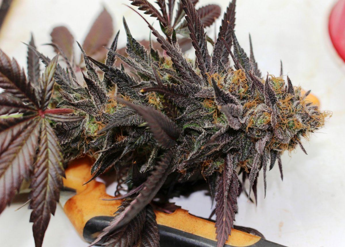Gdk test nug 011