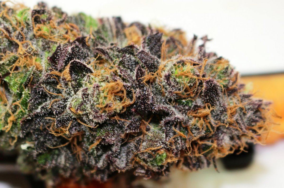 Gdk test nug 014