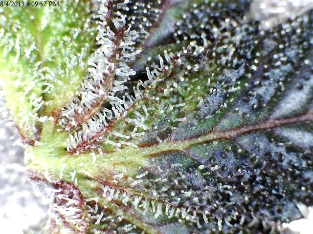 Gdk trichs
