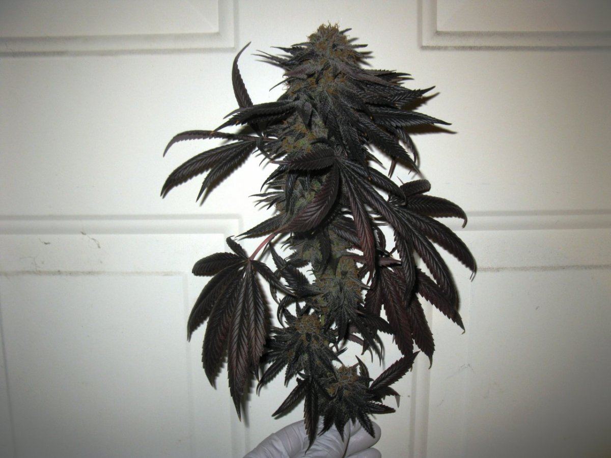 Gdk1