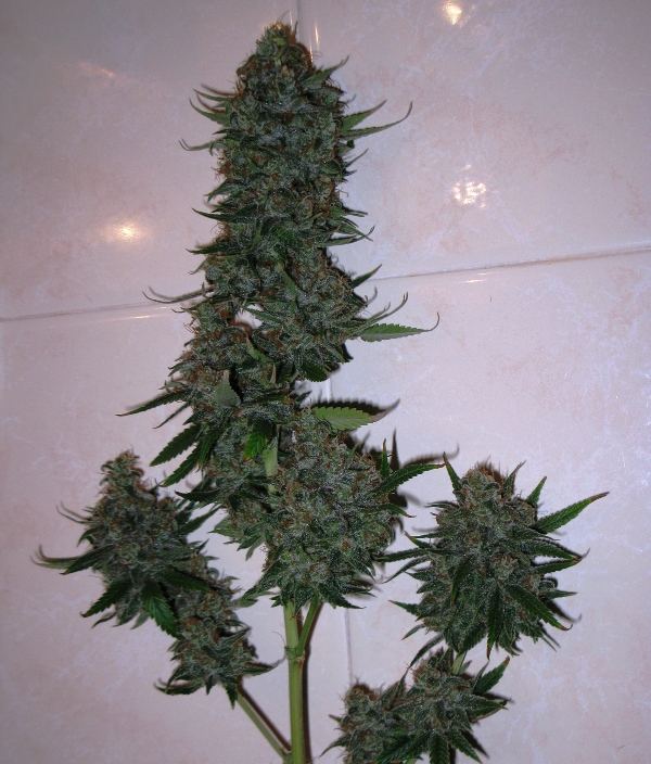 Gdp1 2