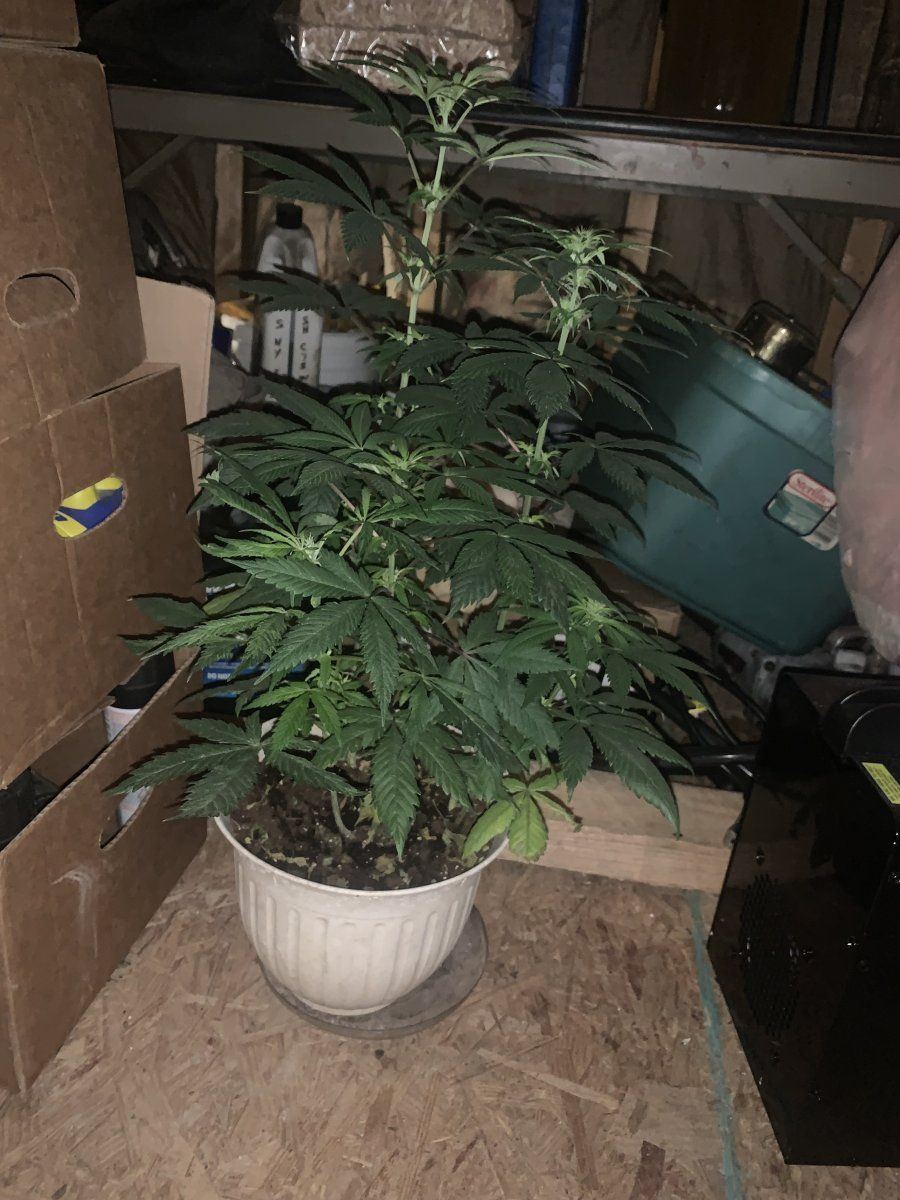 GDP1