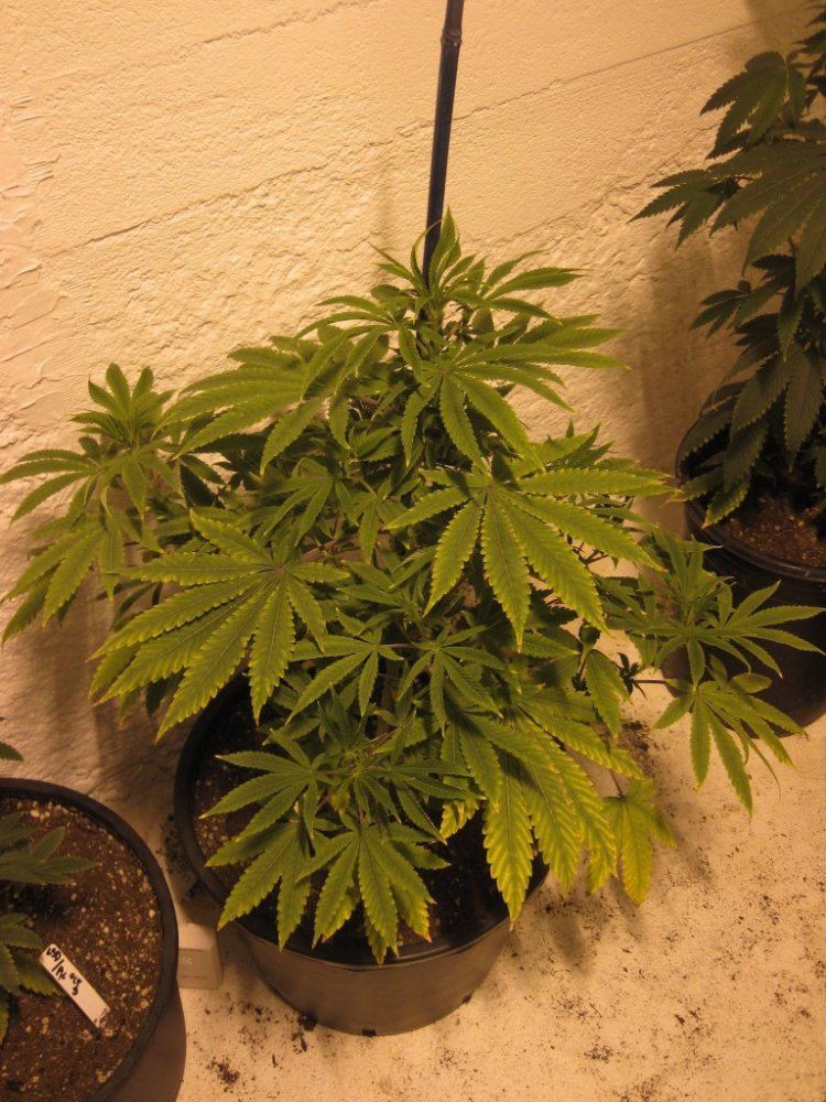 GDP 1