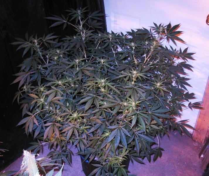 Gdp1