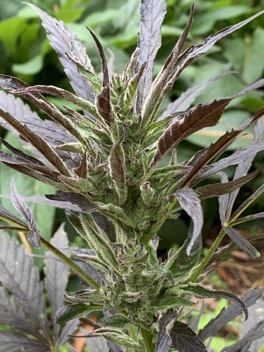 GDP2