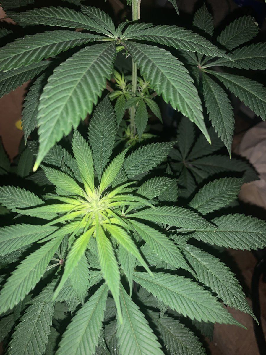 GDP2