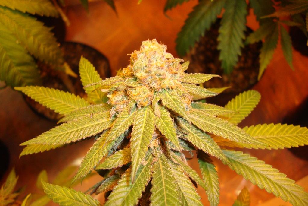 Gdp 2