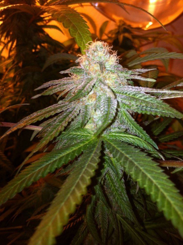 Gdp 2