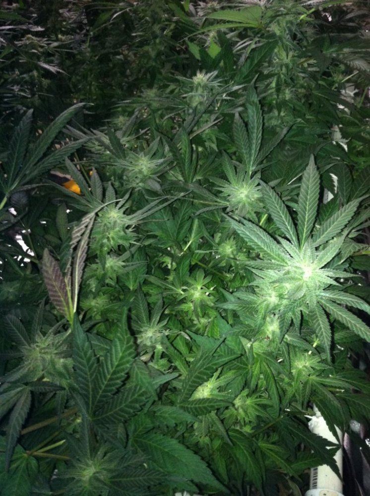 Gdp 2020