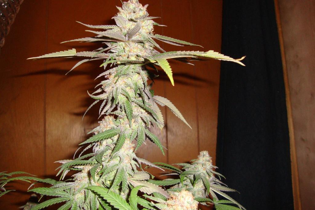 Gdp 3