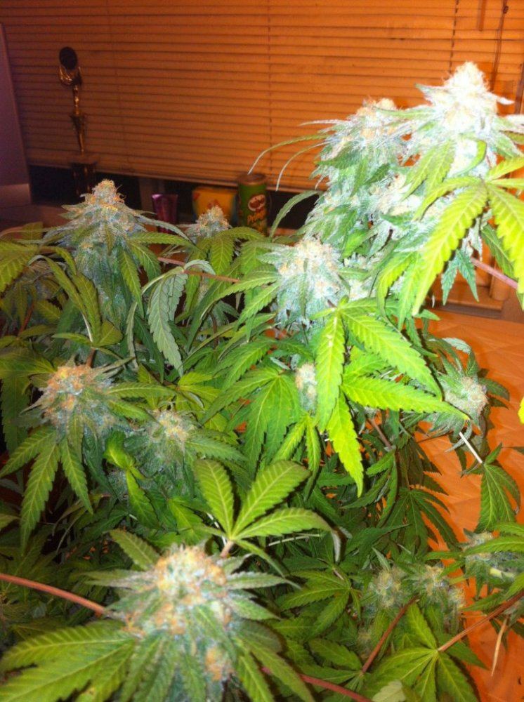 Gdp 3