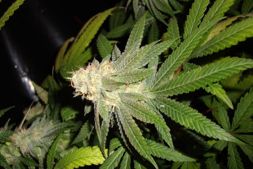 Gdp 4