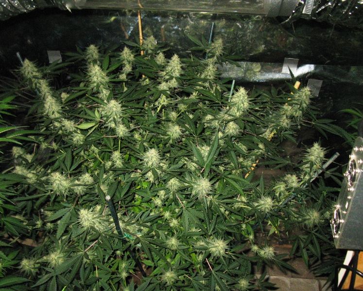 Gdp 4