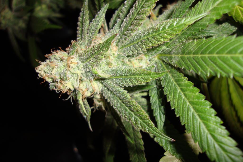 Gdp 5