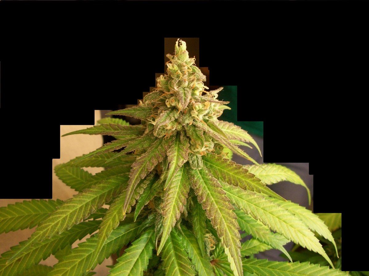 GDP 55df