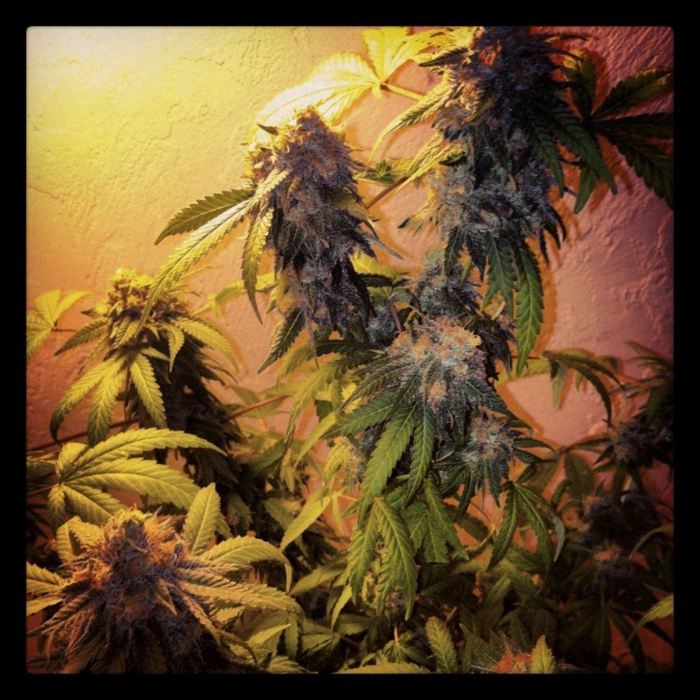 Gdp 7