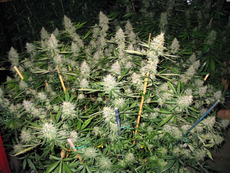 Gdp 7 weeks