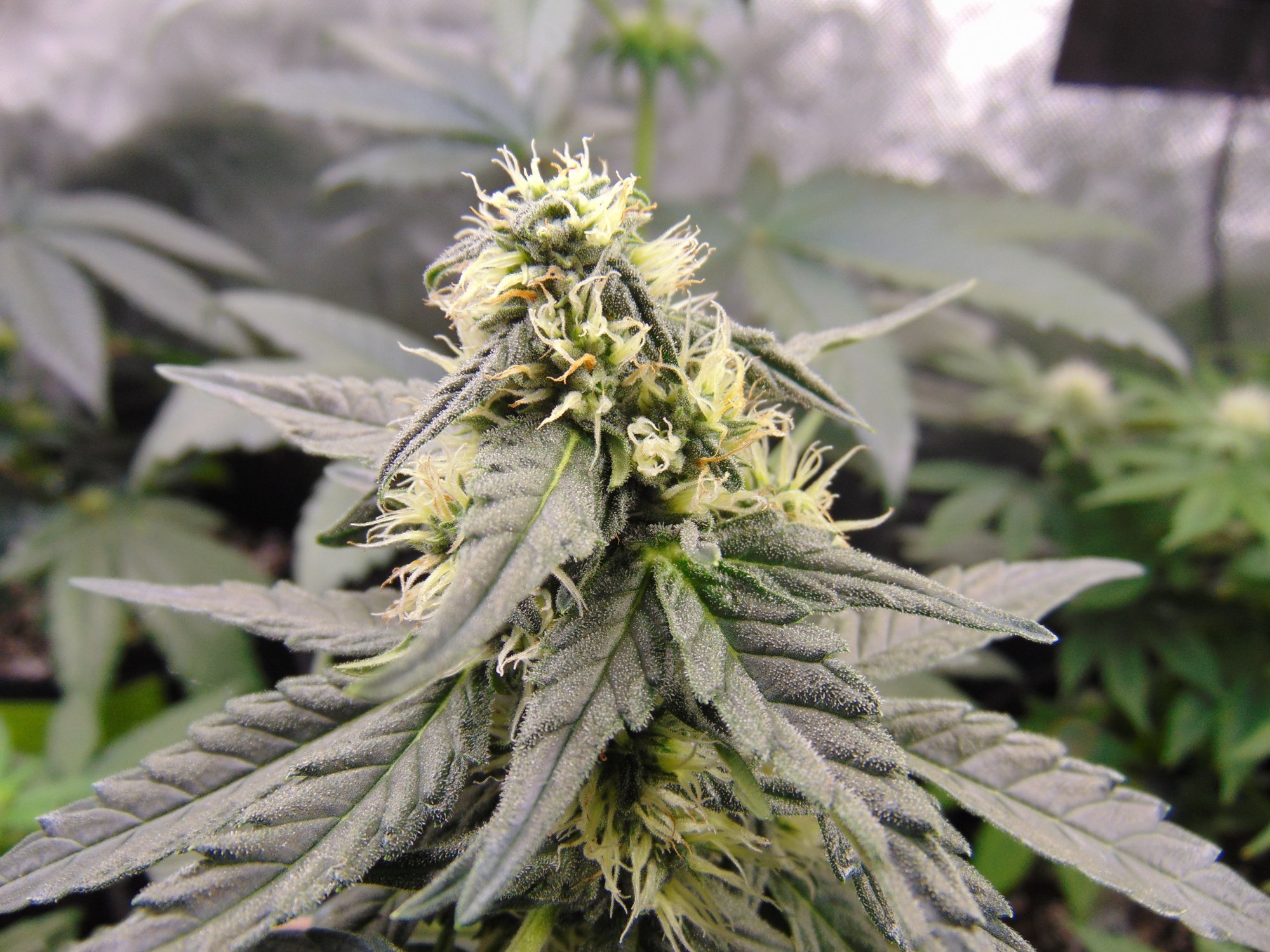 Gdp auto week 8 from seed 10