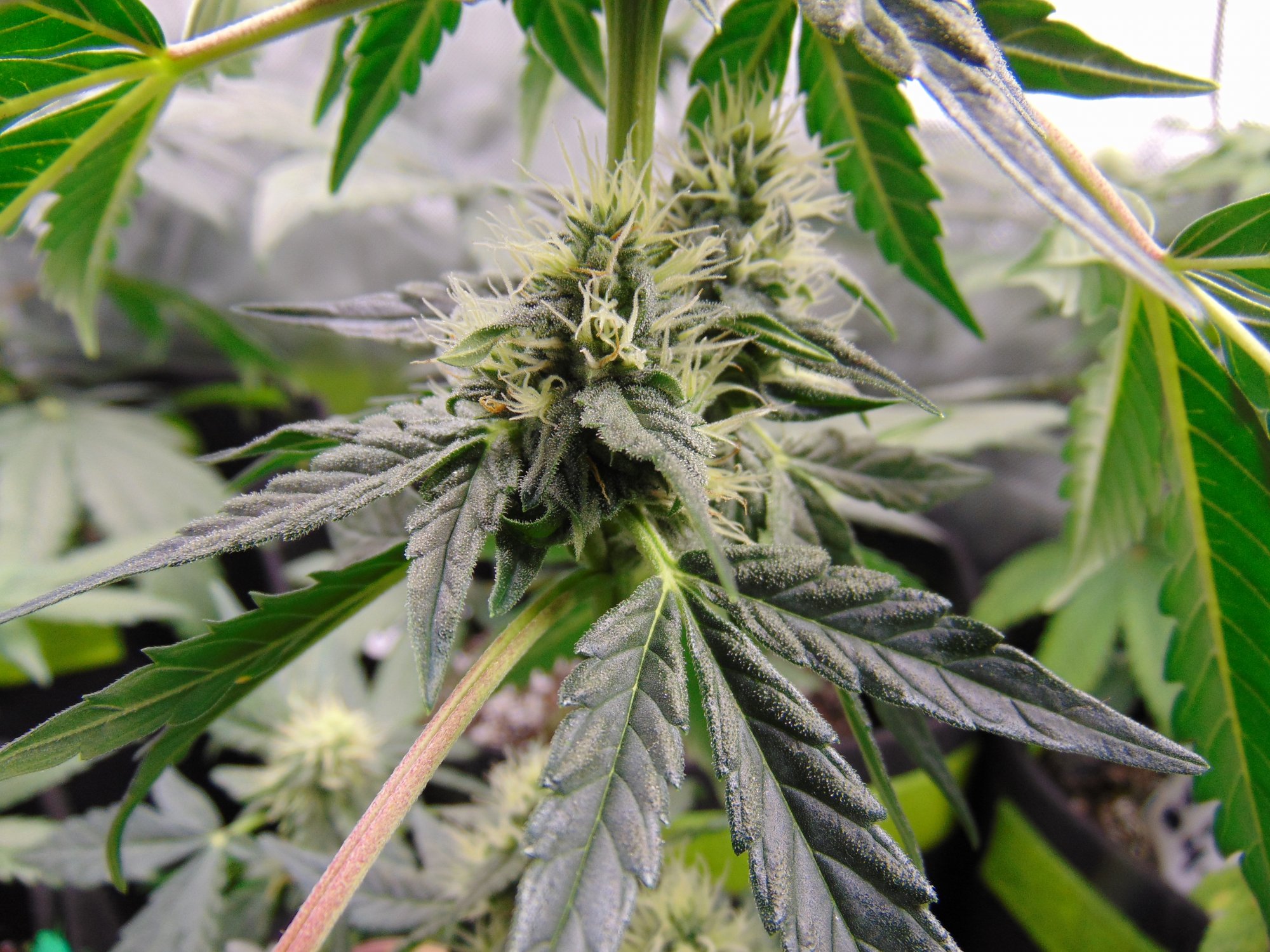 Gdp auto week 8 from seed 11