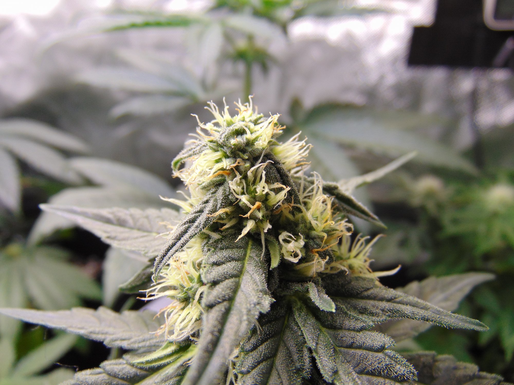 Gdp auto week 8 from seed 12