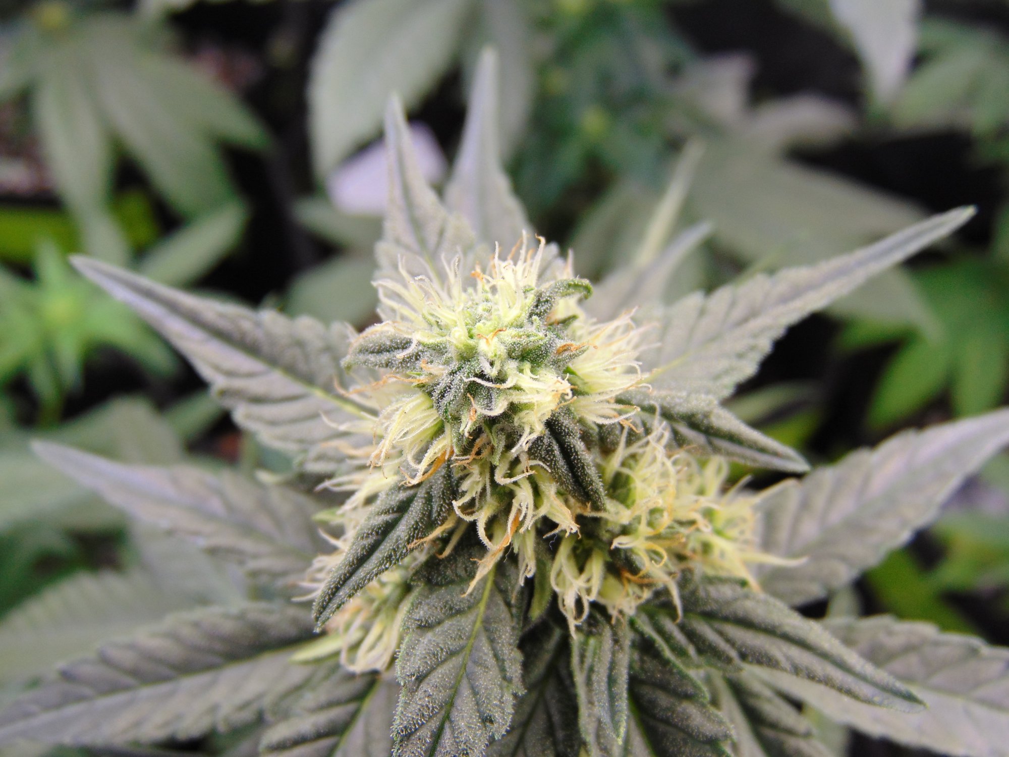 Gdp auto week 8 from seed 13