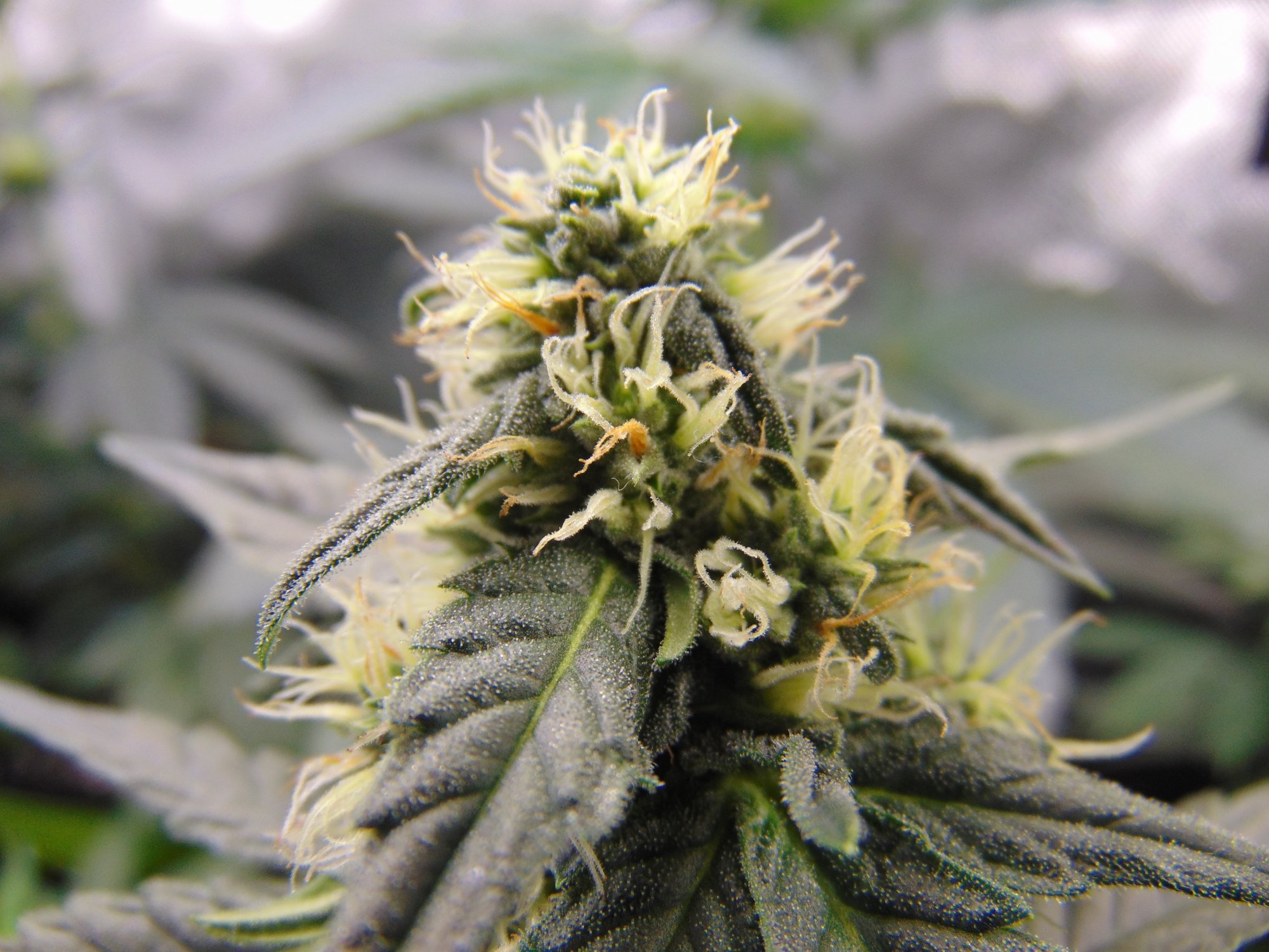 Gdp auto week 8 from seed 3
