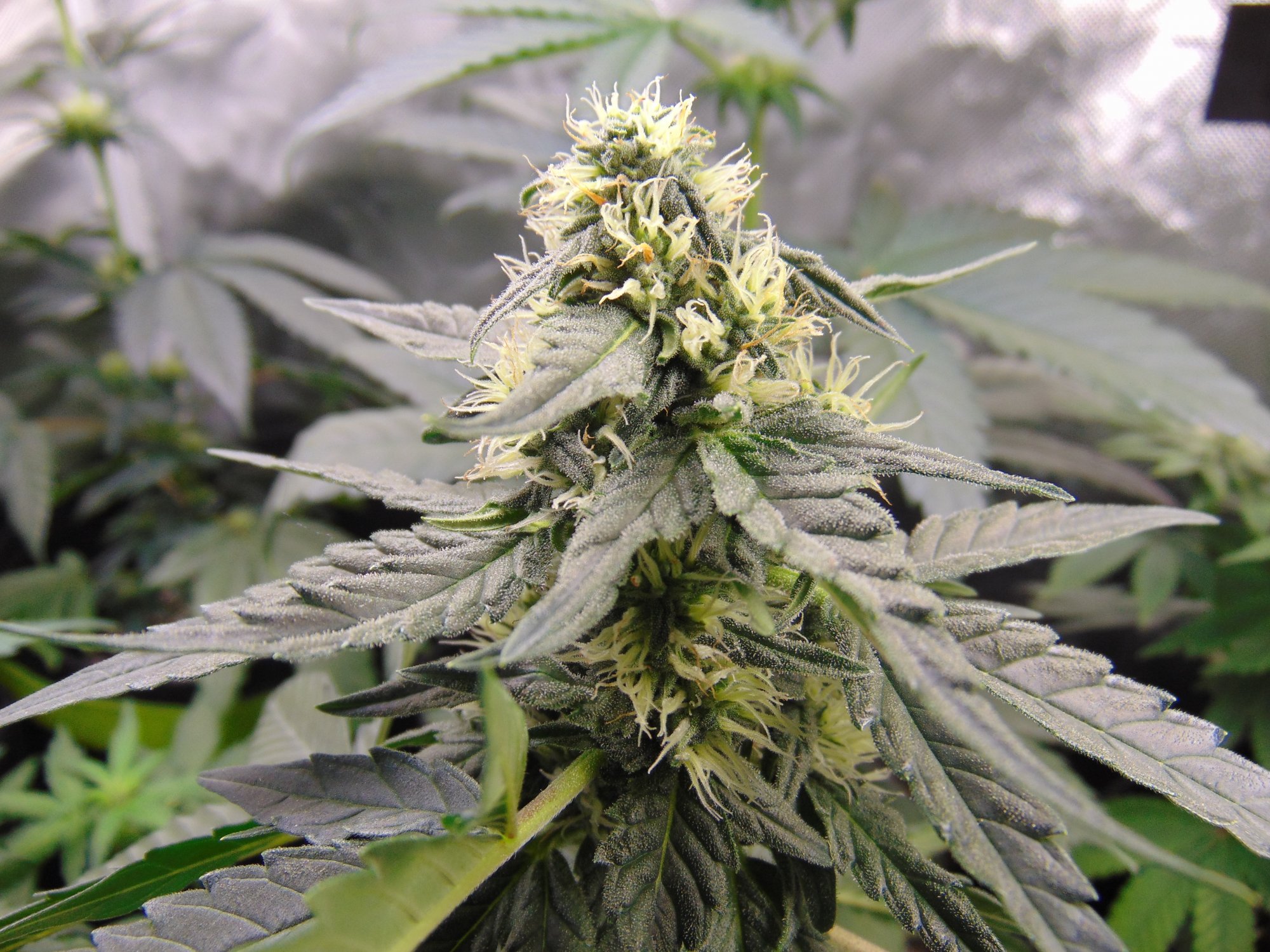 Gdp auto week 8 from seed 4