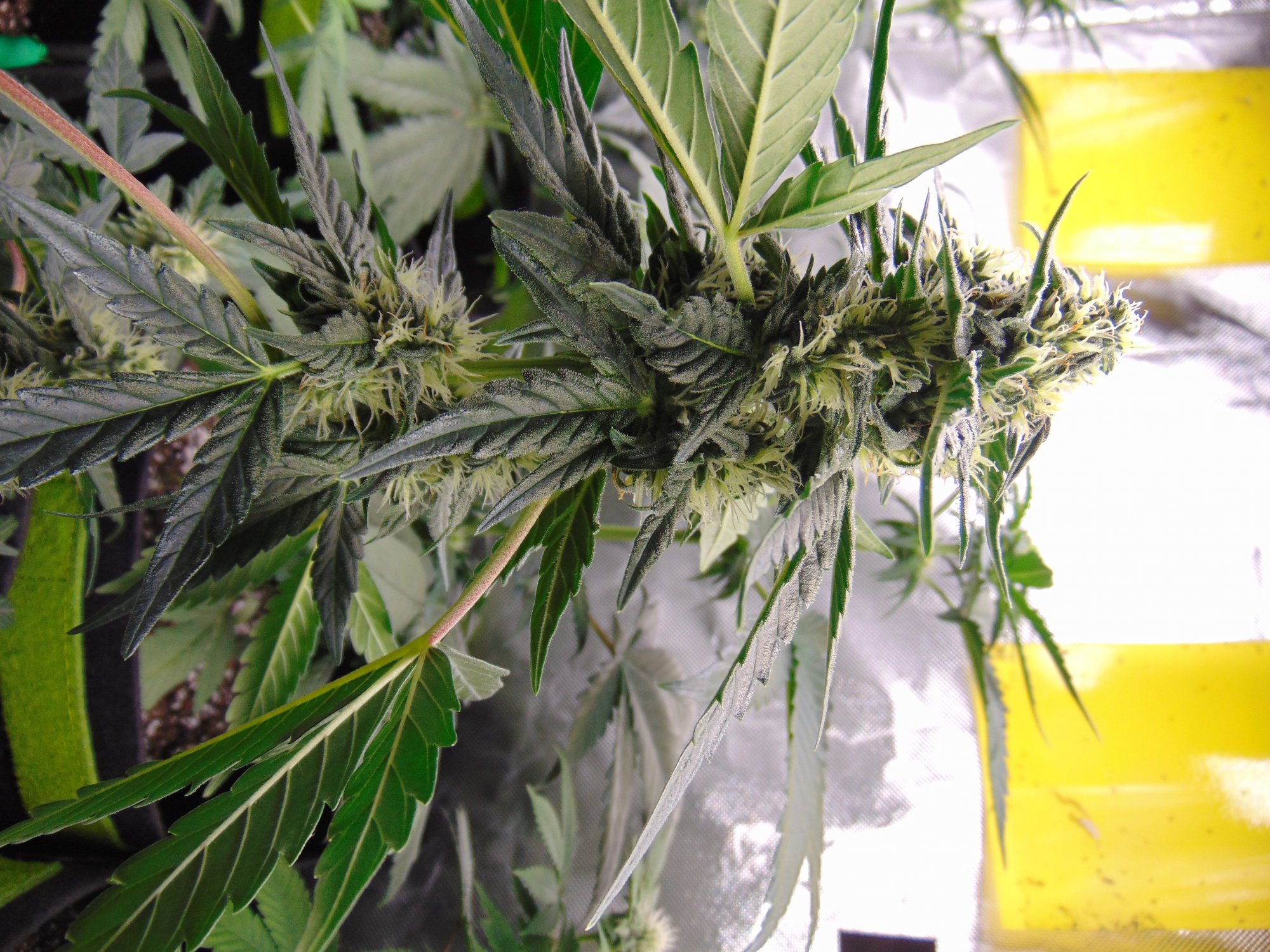 Gdp auto week 8 from seed 5