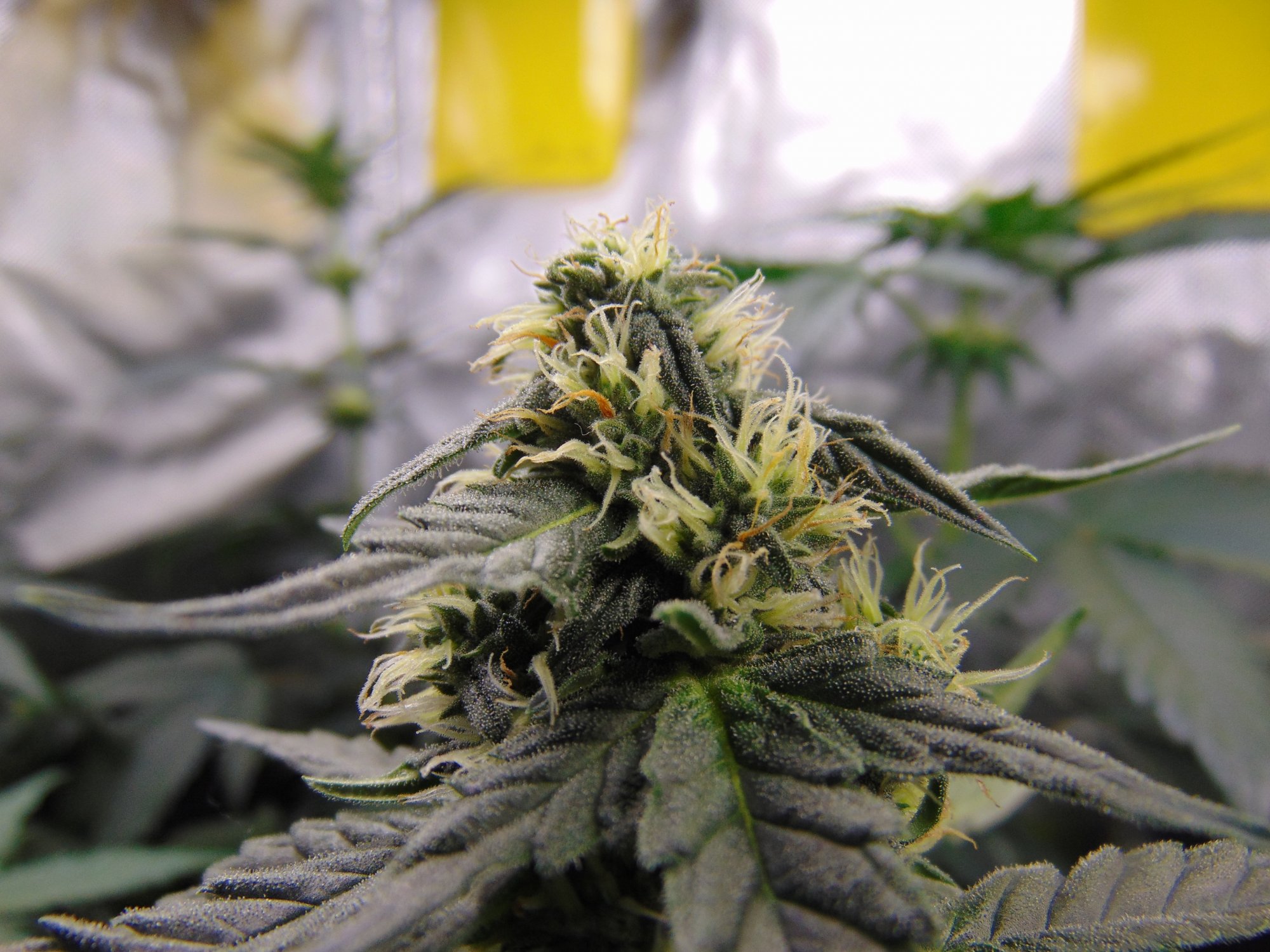 Gdp auto week 8 from seed 7