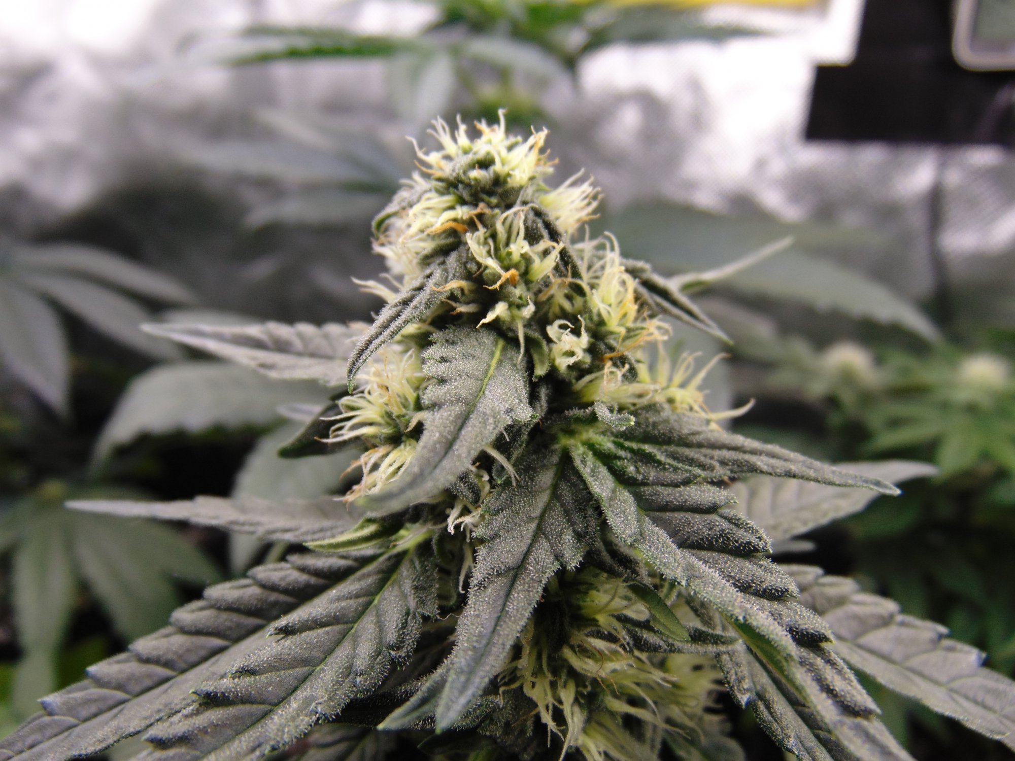 Gdp auto week 8 from seed 8