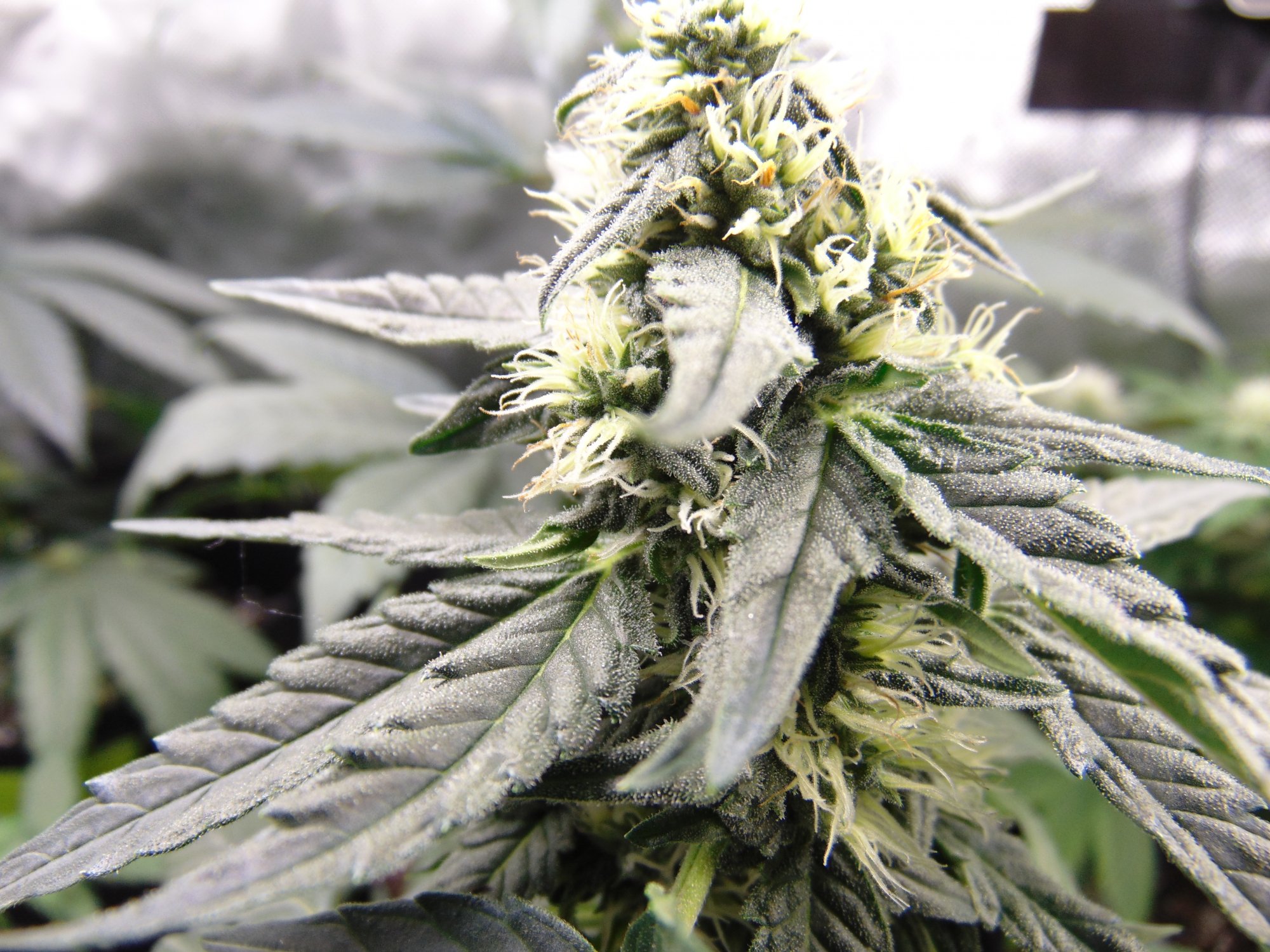 Gdp auto week 8 from seed 9