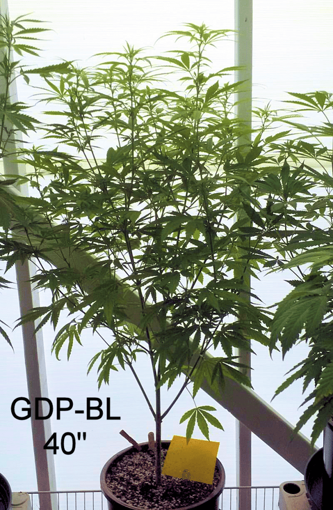 GDP BL1