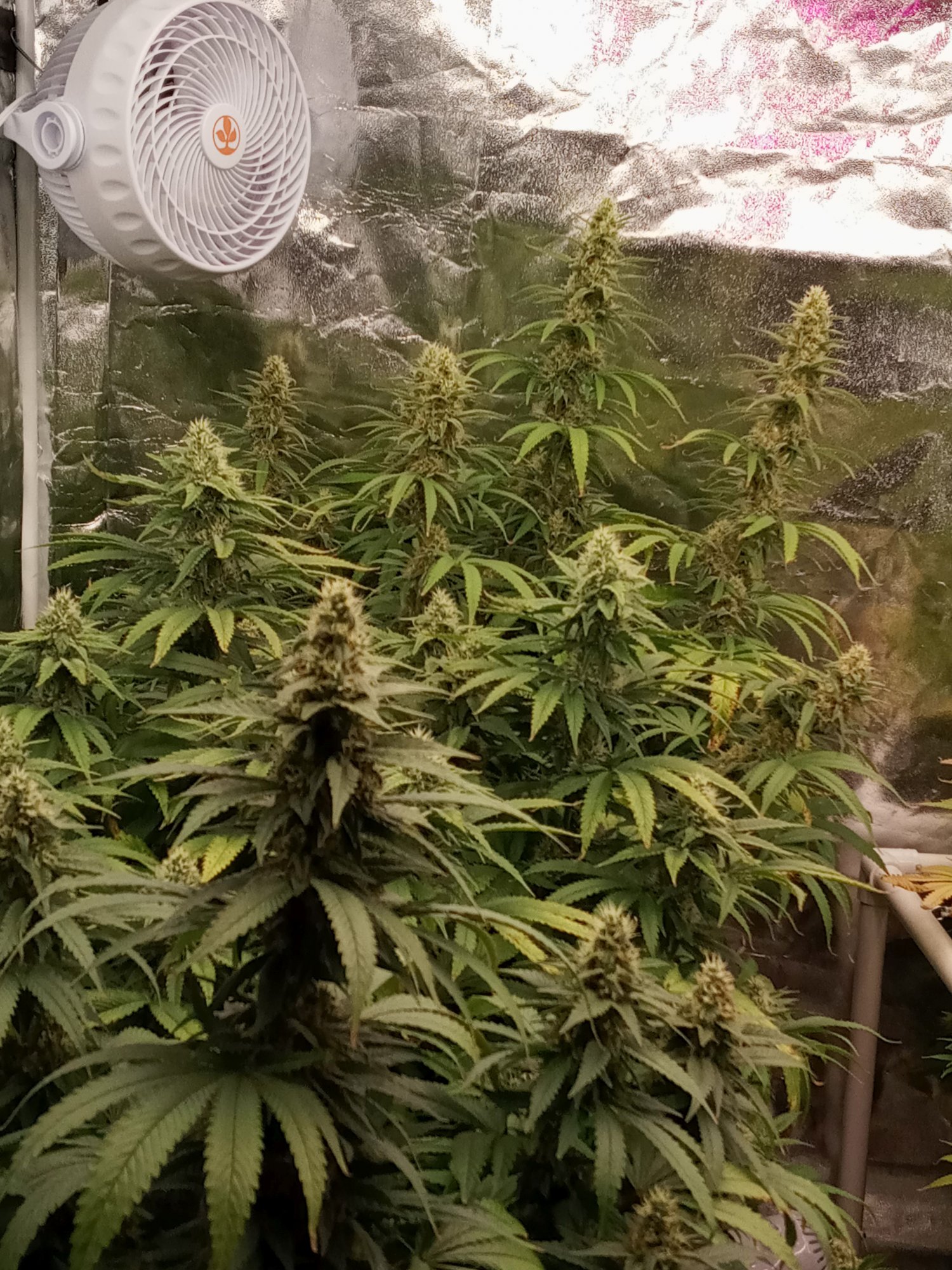 GDP    Blimburn Seeds