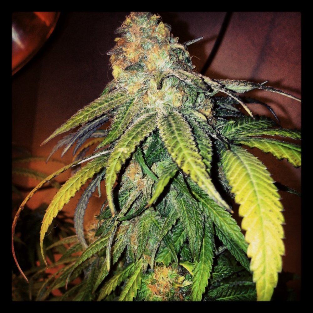 Gdp dark