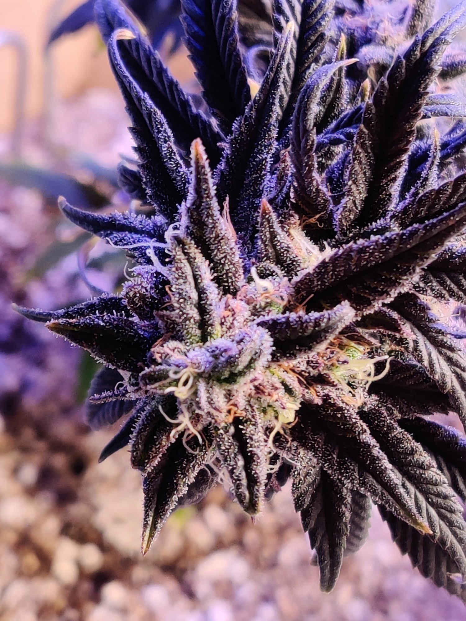 GDP