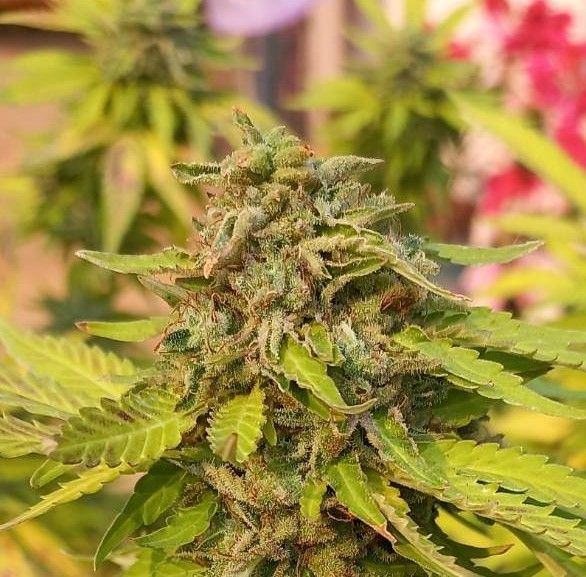 Gdp