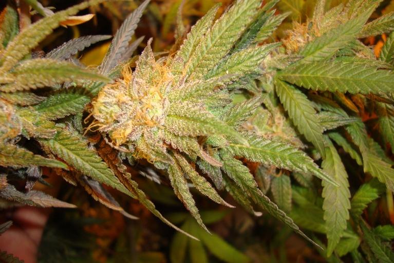 Gdp