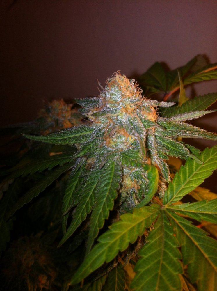 Gdp