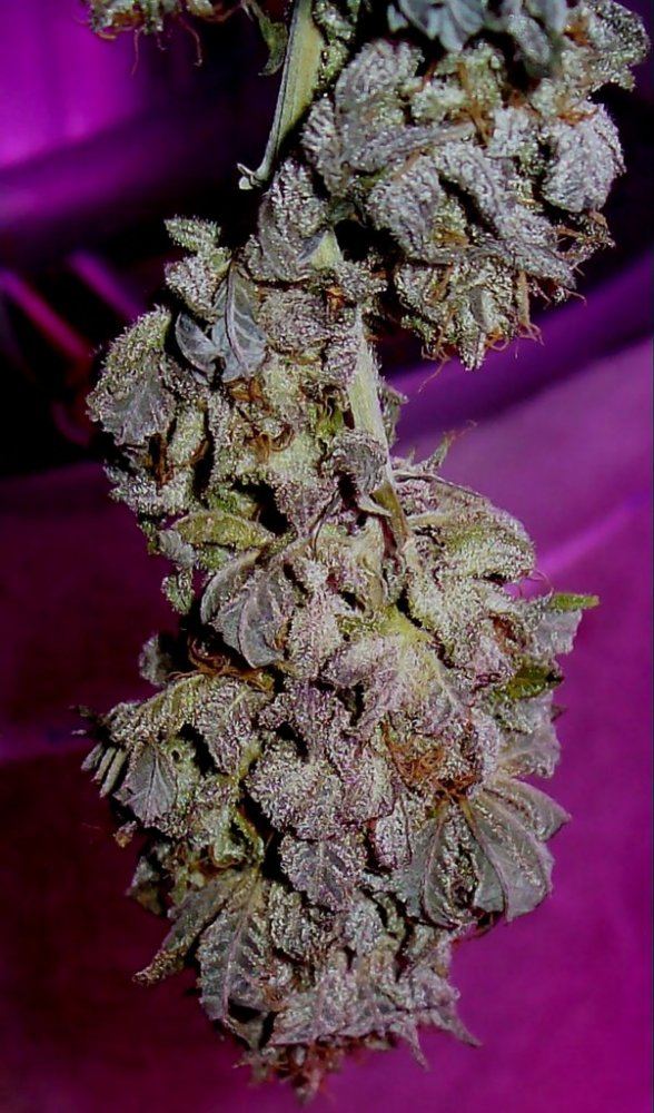 GDP NUG