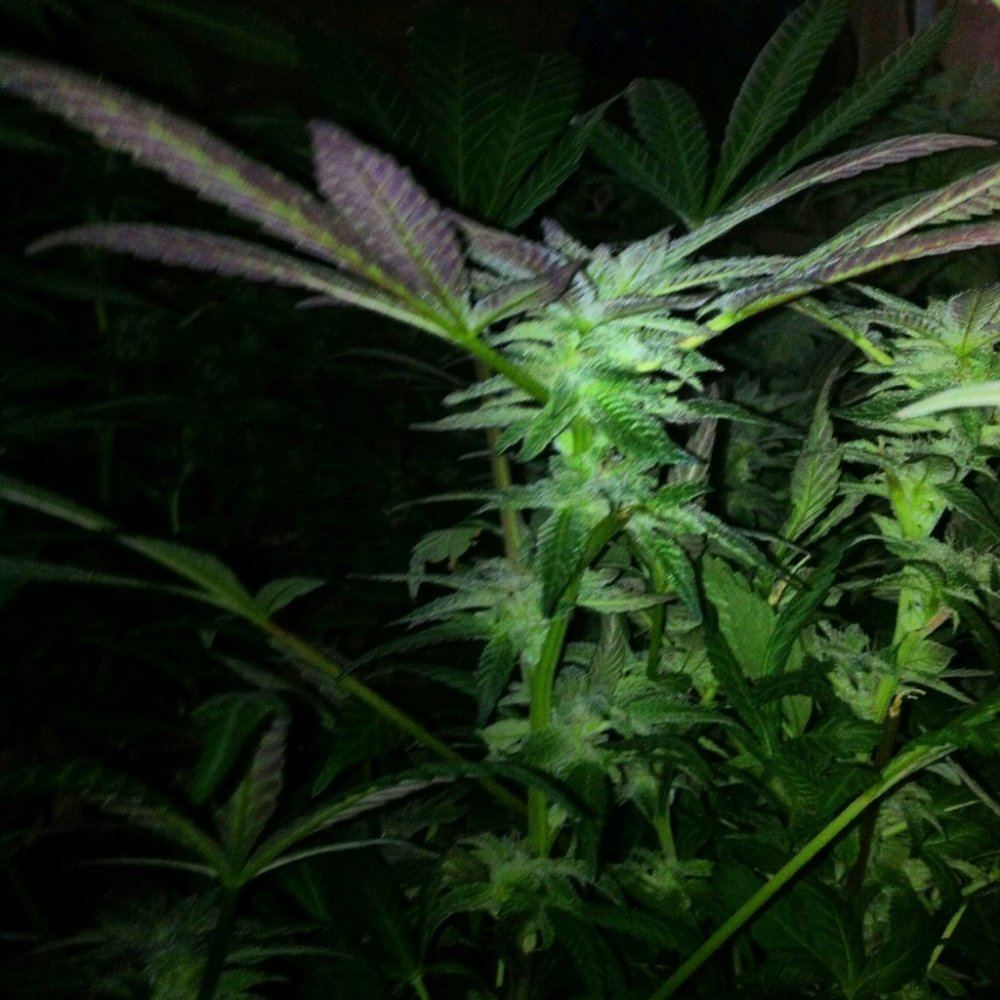 Gdp s111111