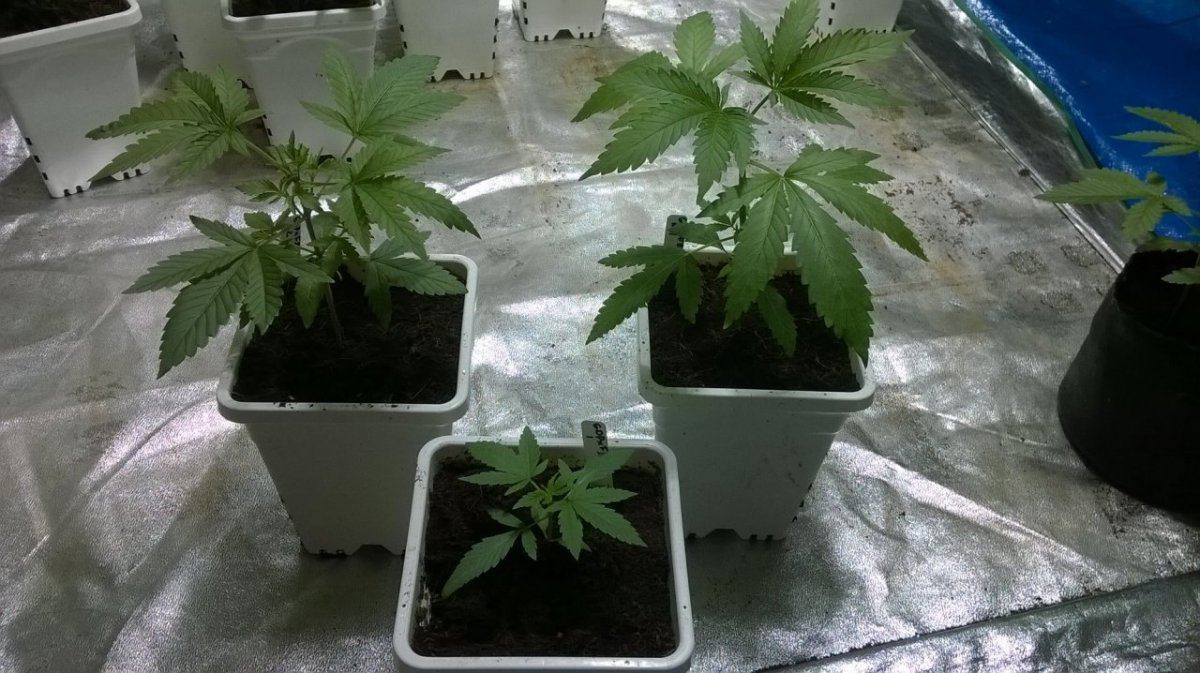 GDP X FB